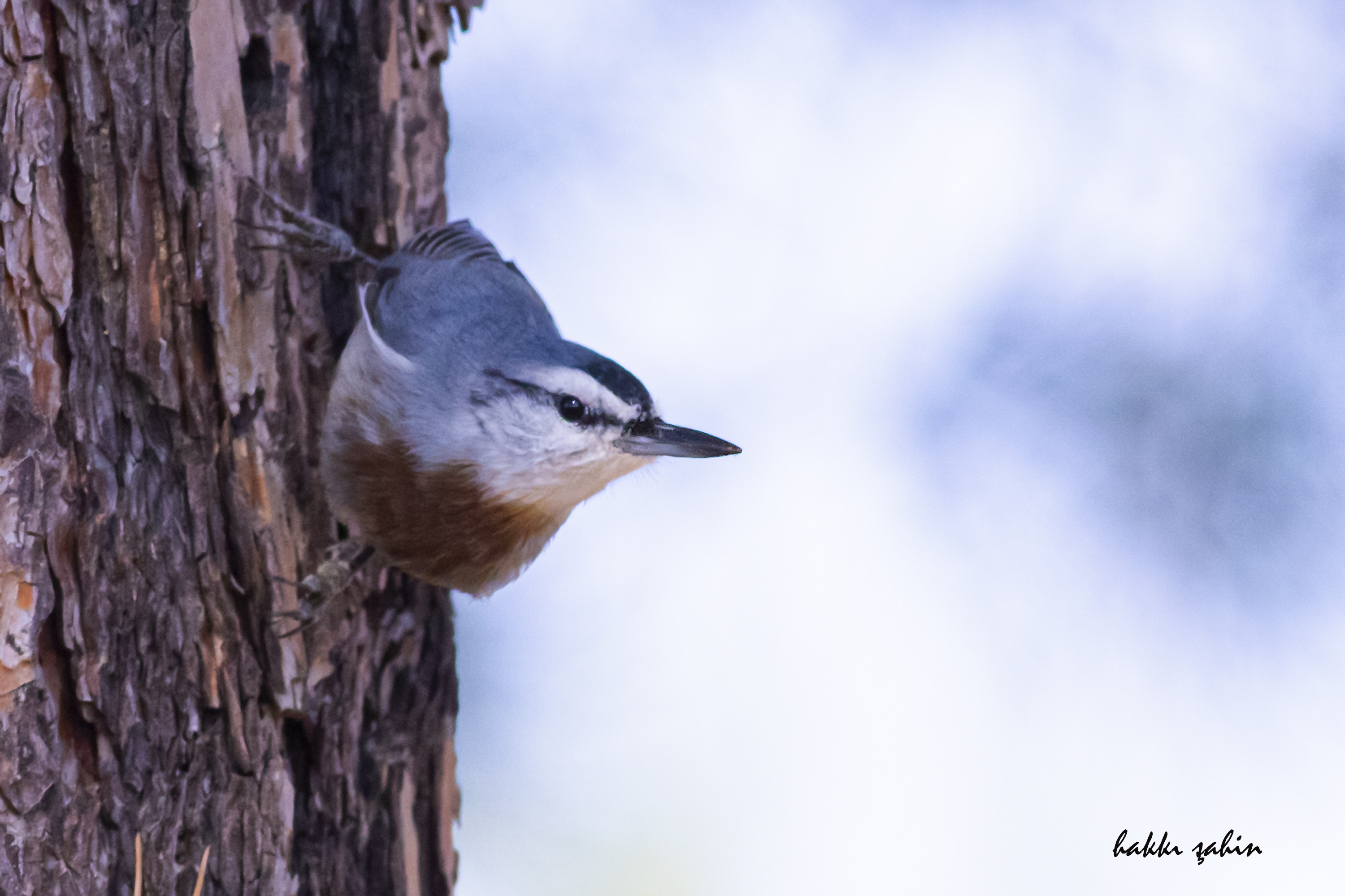 Krüper's Nuthatch